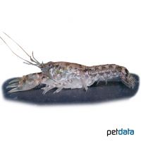 Cajun Dwarf Crayfish (Cambarellus puer)