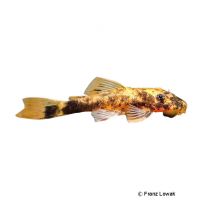 Calico Bristlenose Catfish (Ancistrus cf. cirrhosus 'Calico')