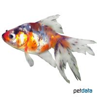 Calico Fantail Goldfish (Carassius auratus auratus)
