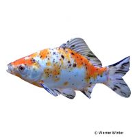 Calico Goldfish (Carassius auratus)