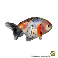 Calico Ranchu Fancy Goldfish (Carassius auratus auratus)