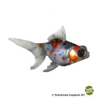 Calico Telescope Goldfish (Carassius auratus auratus)
