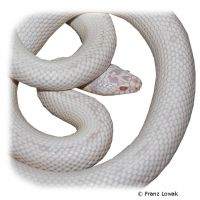 California Kingsnake Albino (Lampropeltis californiae)