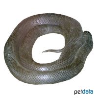 California Kingsnake Black (Lampropeltis californiae)