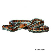 California Red-sided Garter Snake (Thamnophis sirtalis infernalis)