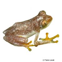 Cameroon Banana Frog (Afrixalus lacteus)