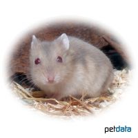 Campbell's Hamster-Beige (Phodopus campbelli)