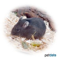 Campbell's Hamster-Black (Phodopus campbelli)