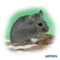 Campbell's Hamster-Blue (Phodopus campbelli)