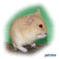 Campbell's Hamster-Orange (Phodopus campbelli)