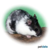 Campbell's Hamster-Panda (Phodopus campbelli)