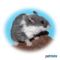 Campbell's Hamster-Panda grey (Phodopus campbelli)