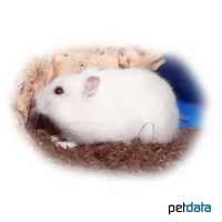 Campbell's Hamster-White (Phodopus campbelli)