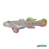 Candidius Goby (Rhinogobius candidianus)