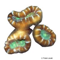 Candy Cane Coral (LPS) (Caulastraea furcata)