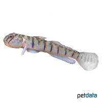 Candy Cane Goby (Awaous flavus)