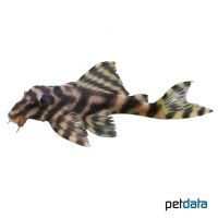 Candy Striped Pleco (Peckoltia vittata)