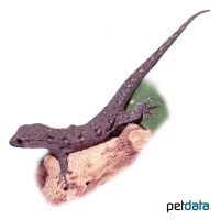 Cape Dwarf Gecko (Lygodactylus capensis)