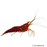 Cardinal Shrimp (Caridina dennerli)