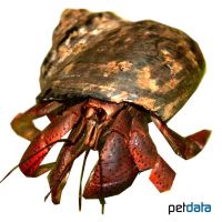 Caribbean Hermit Crab (Coenobita clypeatus)