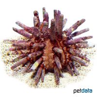 Caribbean Slate Pencil Urchin (Eucidaris tribuloides)