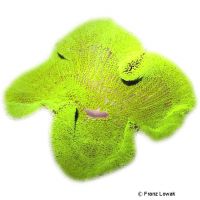 Carpet Anemone Metallic Green (Stichodactyla gigantea 'Metallic Green')