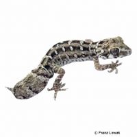 Carrot-tail Viper Gecko (Hemidactylus imbricatus)