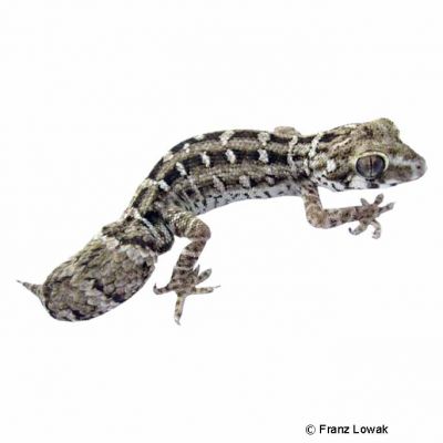 Carrot-tail Viper Gecko (Hemidactylus imbricatus) - Pet Wiki