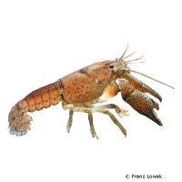 Catemaco Crayfish (Procambarus vasquezae)