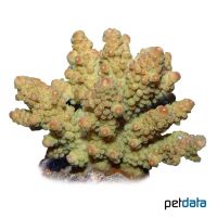Cats Paw Coral (SPS) (Acropora lovelli)