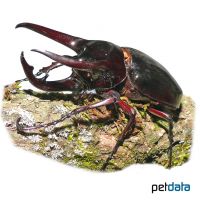 Caucasus Beetle (Chalcosoma chiron)