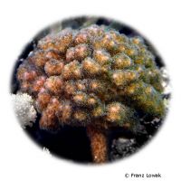 Cauliflower Coral (SPS) (Pocillopora damicornis)