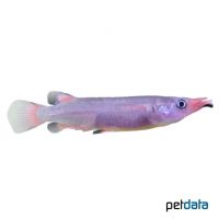 Celebes Halfbeak (Nomorhamphus liemi)