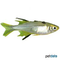 Celebes Rainbow Fish (Marosatherina ladigesi)