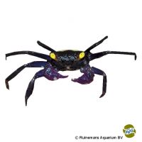 Celebes Vampire Crab (Geosesarma celebense)