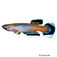 Celiae Killifish (Aphyosemion celiae)