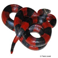 Central American Milksnake (Lampropeltis polyzona)