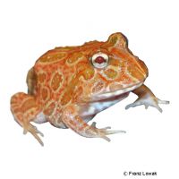 Chacoan Horned Frog Strawberry-Pineapple-Albino (Ceratophrys cranwelli 'Strawberry-Pineapple-Albino')