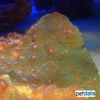 Chalice Coral (LPS) (Echinophyllia costata)