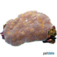 Chalice Coral (LPS) (Echinophyllia echinata)