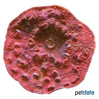 Chalice Coral (LPS) (Echinophyllia patula)
