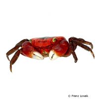 Chamaeleon Crab (Metasesarma aubryi)