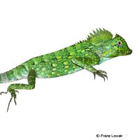Chameleon Anglehead Lizard (Gonocephalus chamaeleontinus)