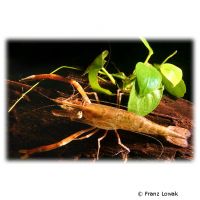 Chameleon Prawn (Macrobrachium lanatum)