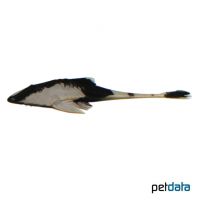 Chameleon Whiptail Catfish (Pseudohemiodon apithanos)
