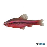 Cherry Barb (Puntius titteya)