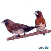 Chestnut-breasted Munia (Lonchura castaneothorax)