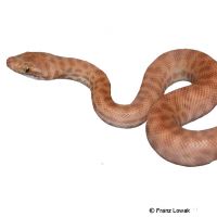 Children's Python (Antaresia childreni)