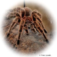 Chilean Rose Tarantula (Grammostola rosea)