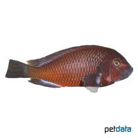 Chimba-Moorii (Tropheus sp. 'Red Chimba')